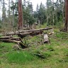 Spring In BC Stanley Park
